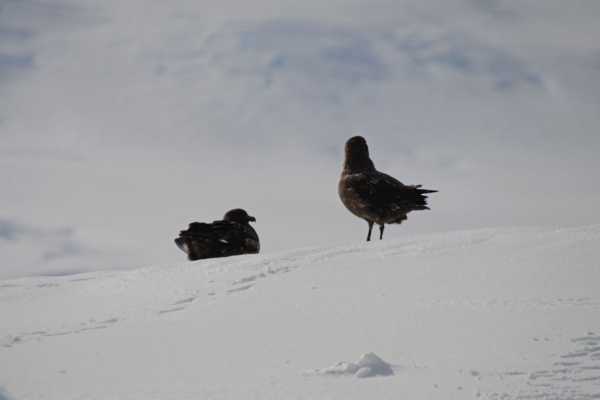13B Two Brown Skuas Rest On An Iceberg Next To Cuverville Island From Zodiac On Quark Expeditions Antarctica Cruise